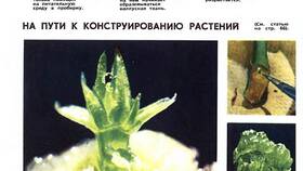 Что используют растения в процессе жизнедеятельности в NL International